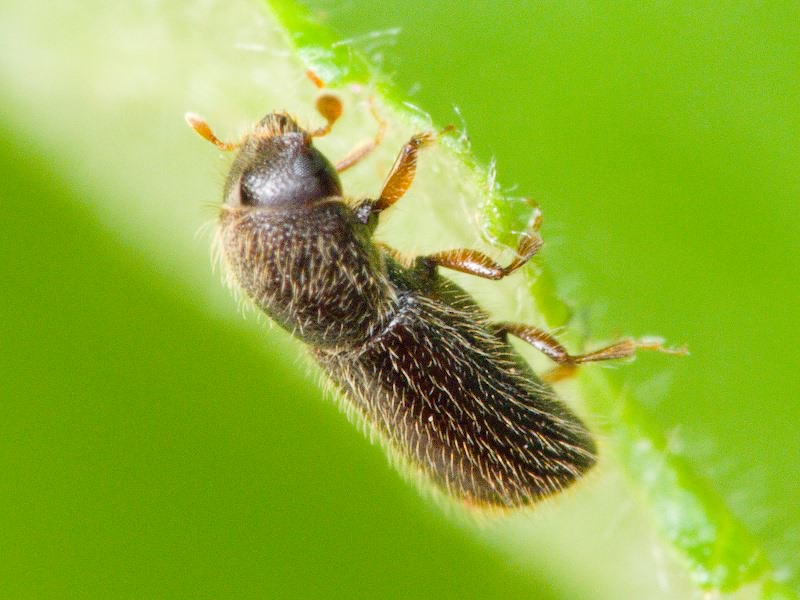 Lymantor coryli (Perris, 1853)